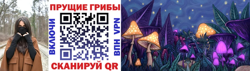 где продают   Красный Кут  Галлюциногенные грибы Psilocybe 